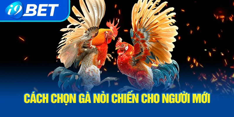 cach-chon-ga-noi-chien-cho-nguoi-moi