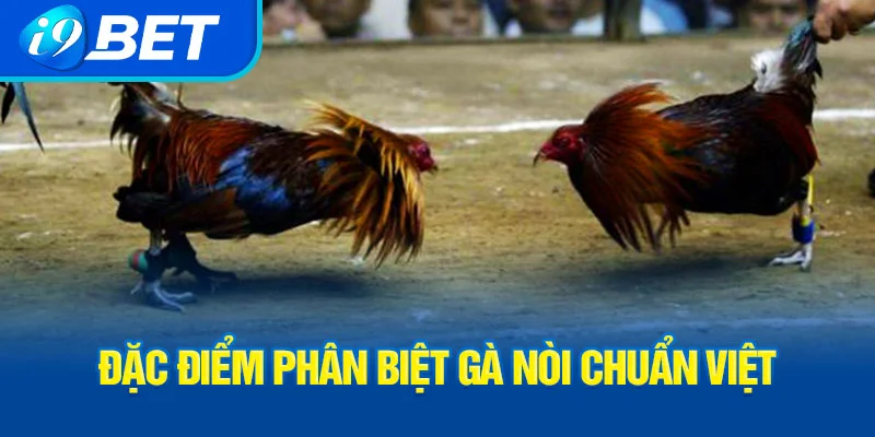 dac-diem-phan-biet-ga-noi-chuan-viet