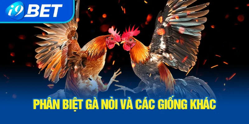 phan-biet-ga-noi-va-cac-giong-khac